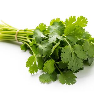 cilantro